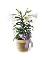 Easter Lily Plant