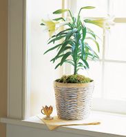 Easter Lily Plant
