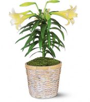 Easter Lily Plant