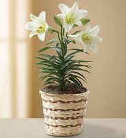 Easter Sentiments™ Lily Plant Easter Sentiments™ Lily Plant