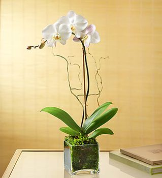 Elegant Orchid 