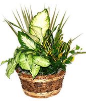Espresso Basket