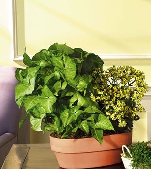 European Dish Garden