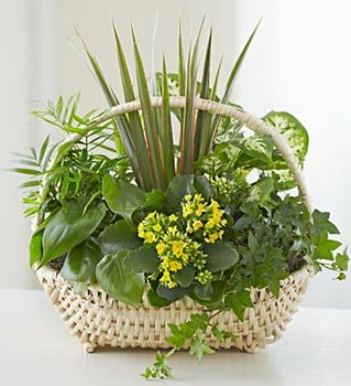 European Dish Garden