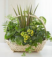 European Dish Garden