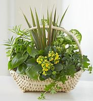 European Dish Garden