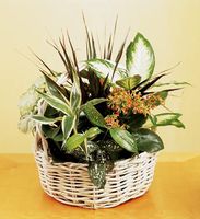 European Dish Garden
