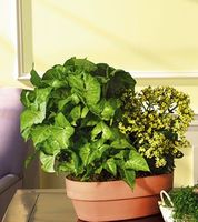 European Dish Garden