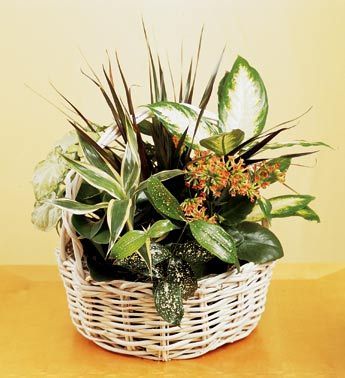 European Dish Garden