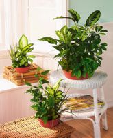European Dishgarden