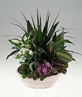 European Dishgarden with African Violet