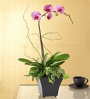 Exotic Island Orchid Exotic Island Orchid