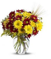 Fall for Daisies