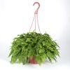 Fern Fern
