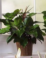 Ficus Plants Ficus Plants
