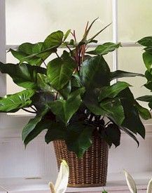 Ficus Plants