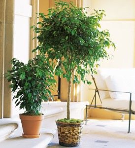 Ficus Tree