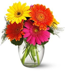 Fiesta Gerbera Vase 