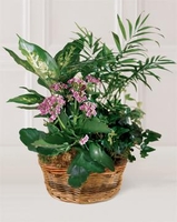 Flowers  Dallas, TX Plant & Gifts Basket