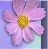 Flowers Gifts for all Occasions 