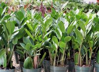 Foliage - 6 inch - Miscellaneous