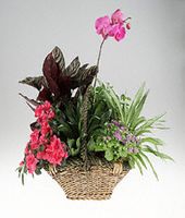 Garden basket of green and blooming plants.