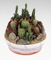 Garden of assorted cacti.