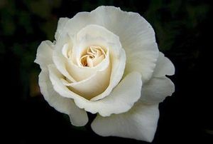 Garland Florist | Garland TX Florist Flower Shop | Garland Florist | Garland TX Florist Flower Shop |