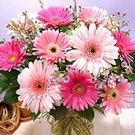 Gerbera