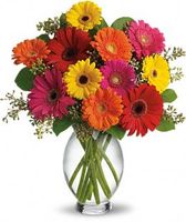 Gerbera Brights Flowers