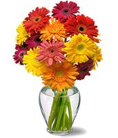 Gerbera Daisies Gerbera Daisies