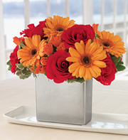  Gerbera daisies and  roses