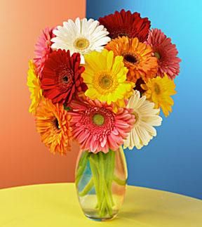Gerbera Daisy Bouquet 
