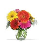 Gerbera Vase Gerbera Vase