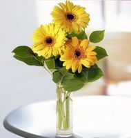 gerberas 