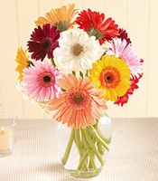 Gerberas