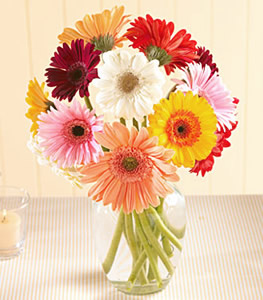 Gerberas