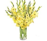 gladiolas gladiolas