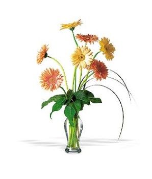 Grand Gerberas