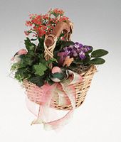 Green and blooming garden in a basket.
