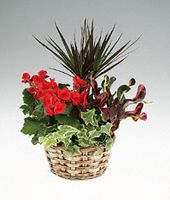 Green and blooming garden planter.