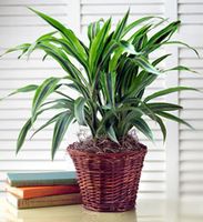 Green Plant medium