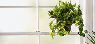 Hanging Basket Pothos 