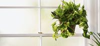 Hanging Basket Pothos Hanging Basket Pothos