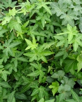 Hedera - Green