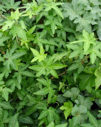 Hedera - Green