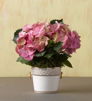 Hydrangea