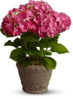 Hydrangea
