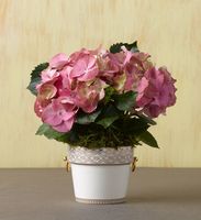 Hydrangea