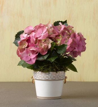 Hydrangea
